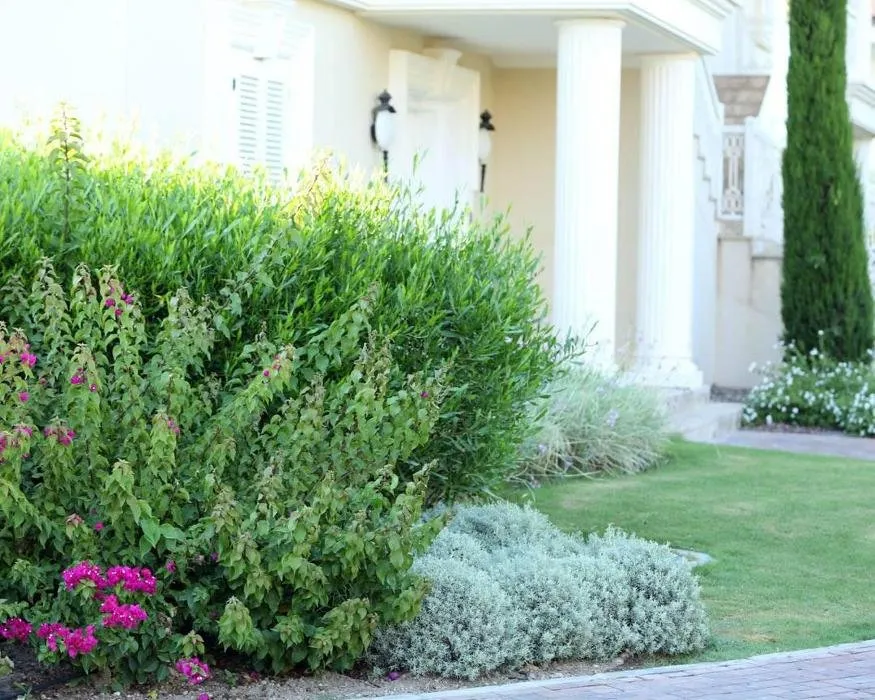 Local landscape design for outdoor upgrades across Georgetown, TX - The Gardener