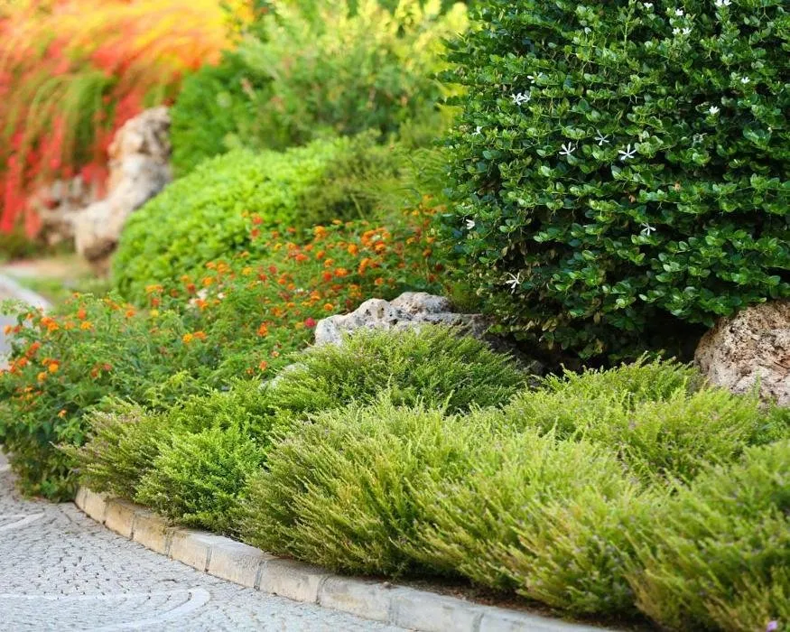 Custom yard cleanup service near you in Georgetown, TX by The Gardener