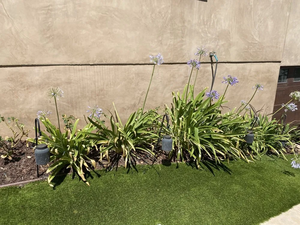 Trusted lawn mowing service experts serving Valley Glen, CA - The Gardener