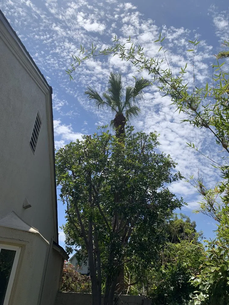 Affordable yard maintenance in Valley Glen, CA - The Gardener
