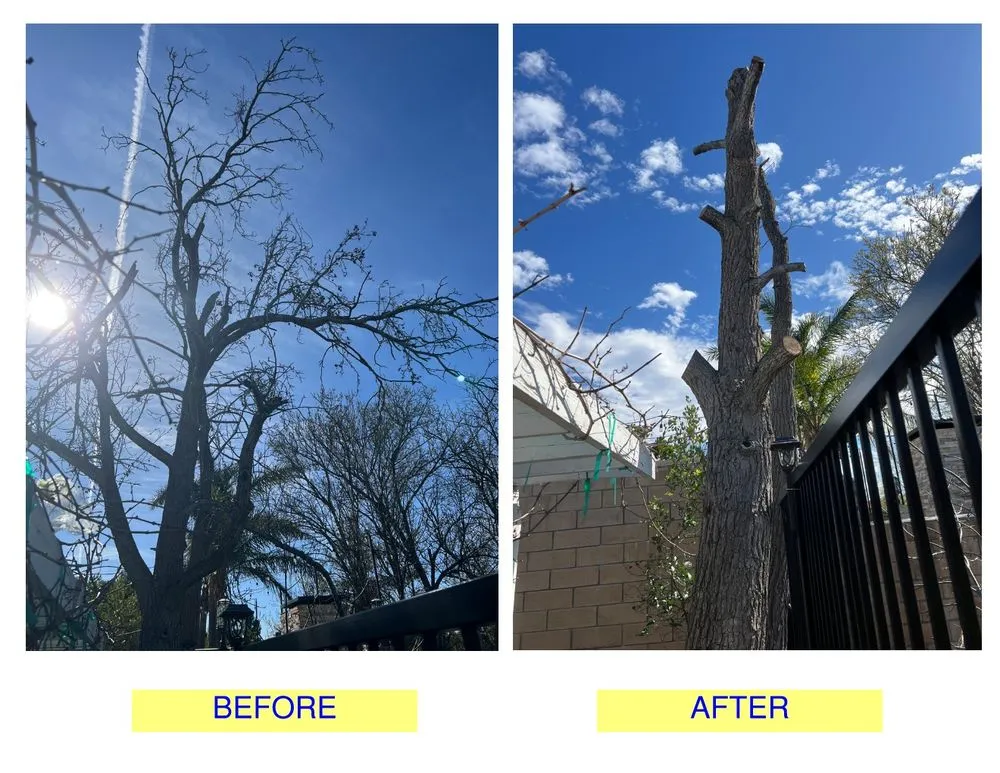Expert landscaping services experts serving Valley Glen, CA - The Gardener