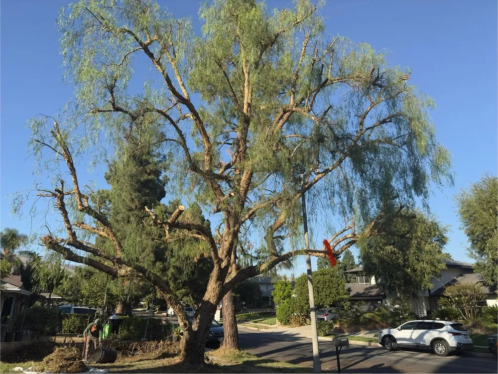 Reliable yard maintenance for outdoor upgrades across Valley Glen, CA - The Gardener
