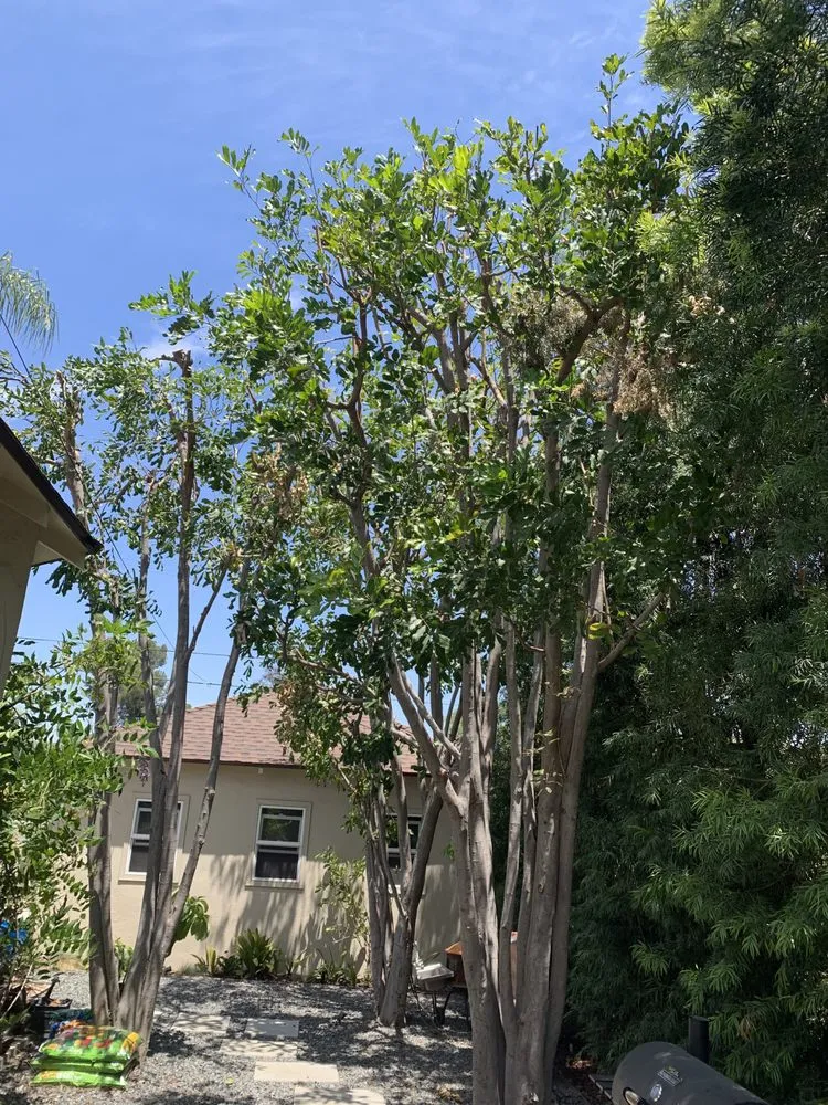 Trusted yard maintenance for outdoor upgrades in Valley Glen, CA by The Gardener
