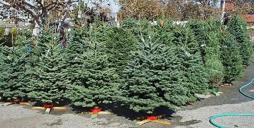 The Gardener's Choice & Randy Brown Landscape