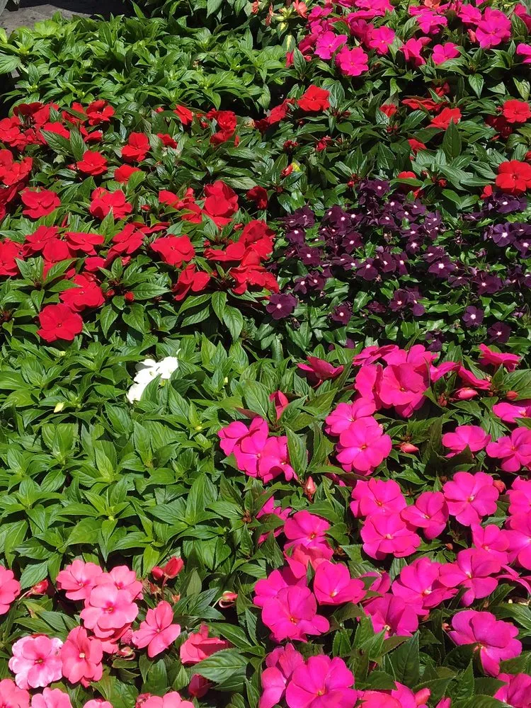 Trusted residential landscaping experts serving West Hempstead, NY - The Gardeners Market