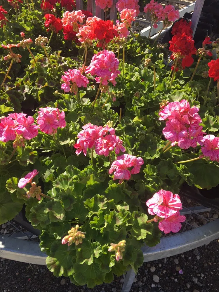 Custom lawn care service for beautiful yards in West Hempstead, NY by The Gardeners Market