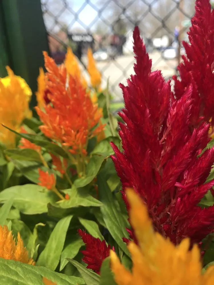 Trusted garden landscaping in West Hempstead, NY by The Gardeners Market