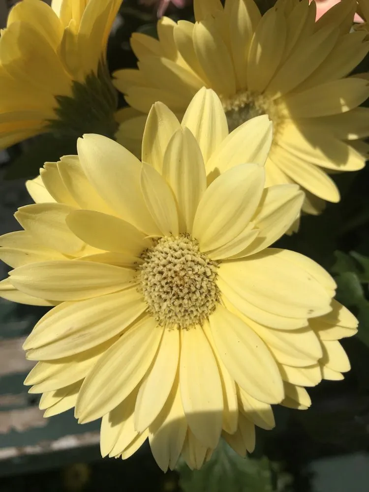 Local yard maintenance in West Hempstead, NY by The Gardeners Market