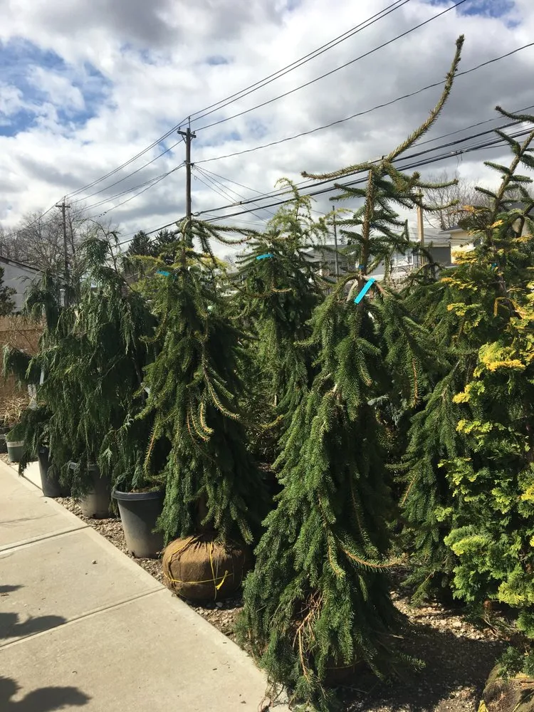 Reliable outdoor landscaping for residential properties across West Hempstead, NY - The Gardeners Market