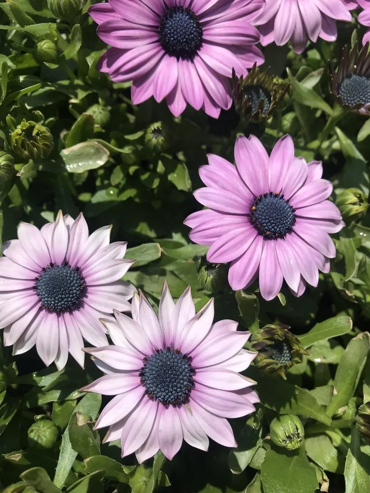 Affordable lawn mowing service for outdoor upgrades in West Hempstead, NY by The Gardeners Market