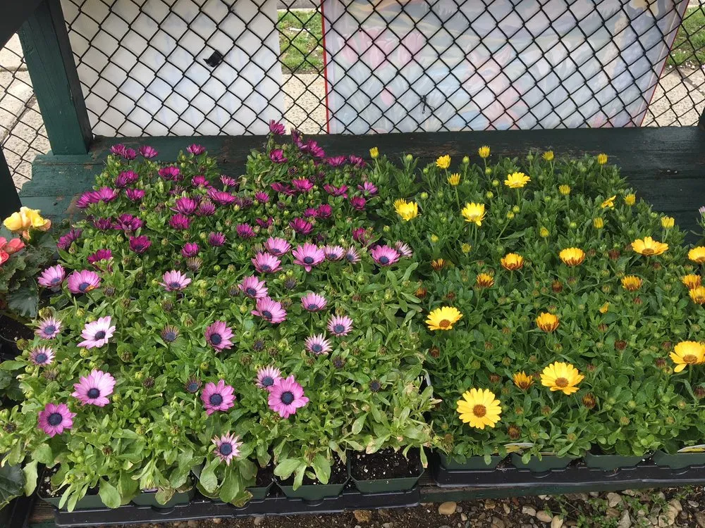 Custom outdoor landscaping in West Hempstead, NY by The Gardeners Market