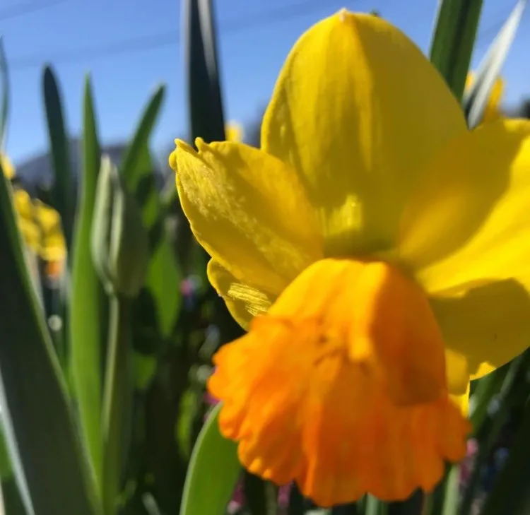 Affordable lawn mowing service experts serving West Hempstead, NY - The Gardeners Market