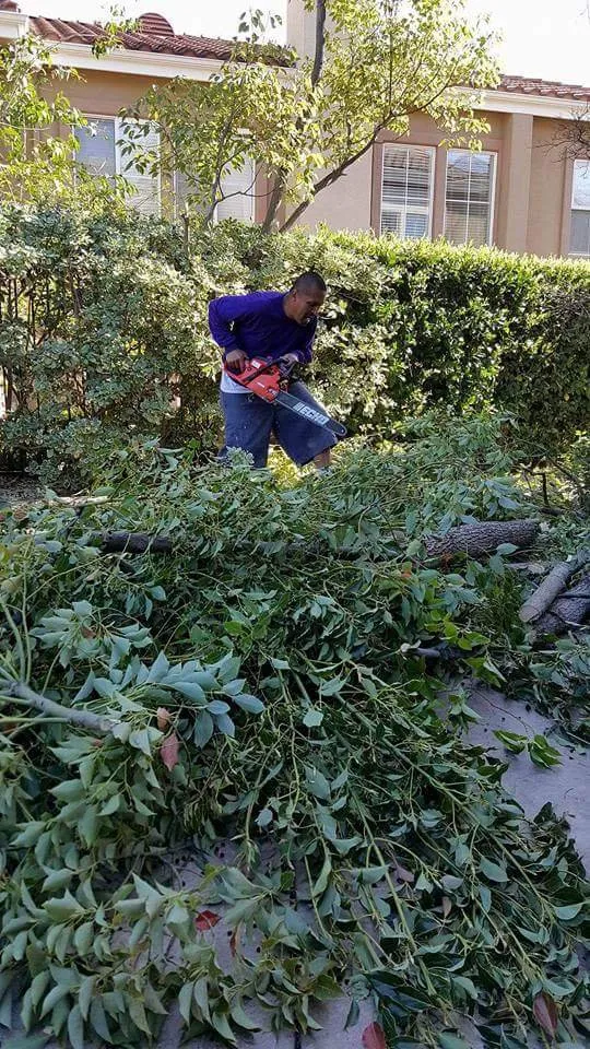 Local yard maintenance in Simi Valley, CA by The Gardener's Service & Landscaping