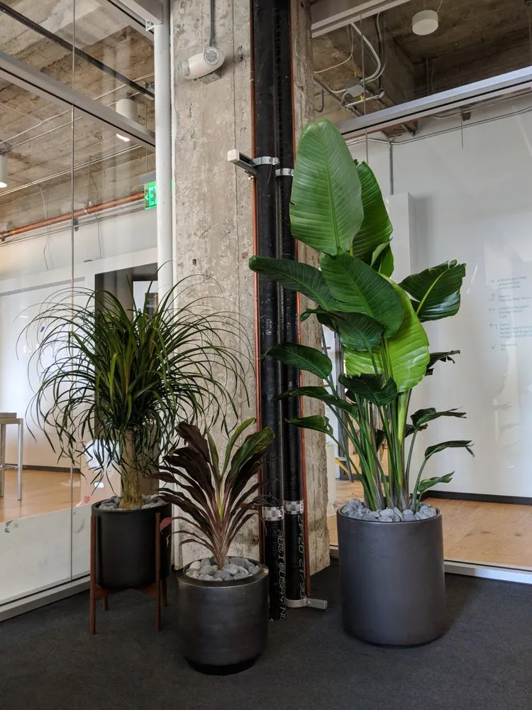 Expert garden landscaping for year-round maintenance in San Francisco, CA by The Gardenista