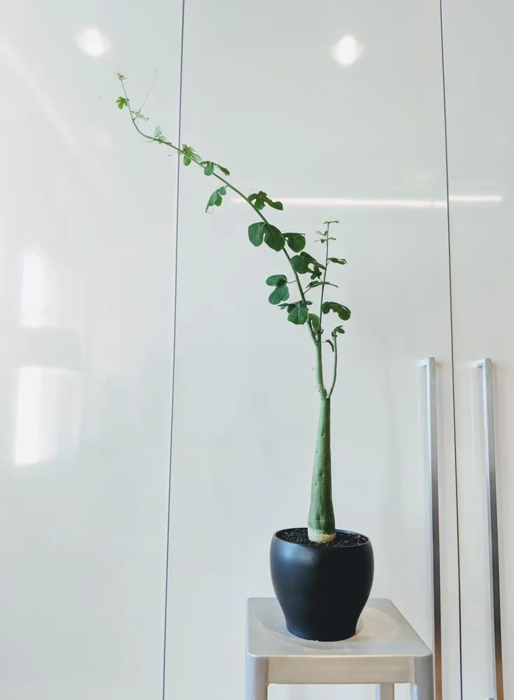 Reliable lawn mowing service for year-round maintenance in San Francisco, CA by The Gardenista