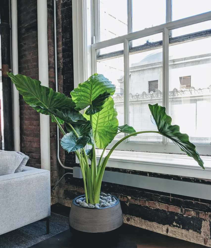 Top-rated landscape design in San Francisco, CA - The Gardenista