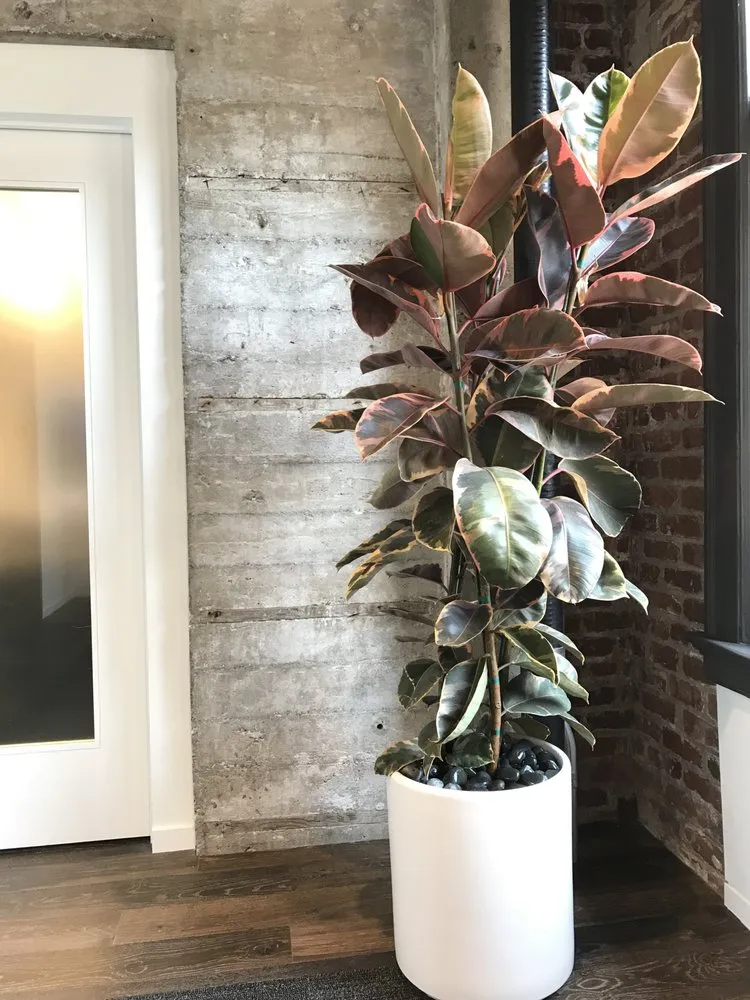 Top-rated landscape design for residential properties in San Francisco, CA by The Gardenista