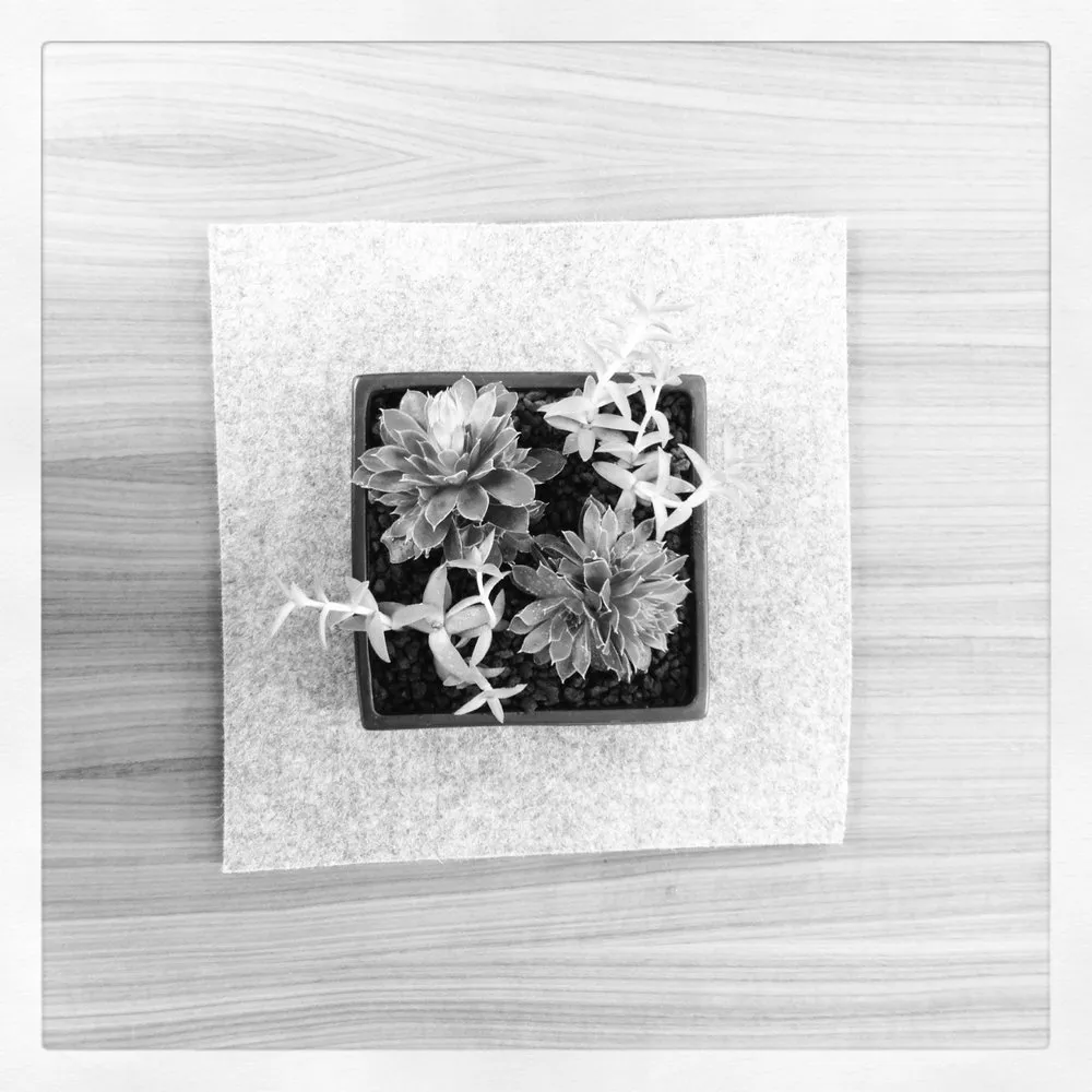 Professional lawn mowing service in San Francisco, CA - The Gardenista