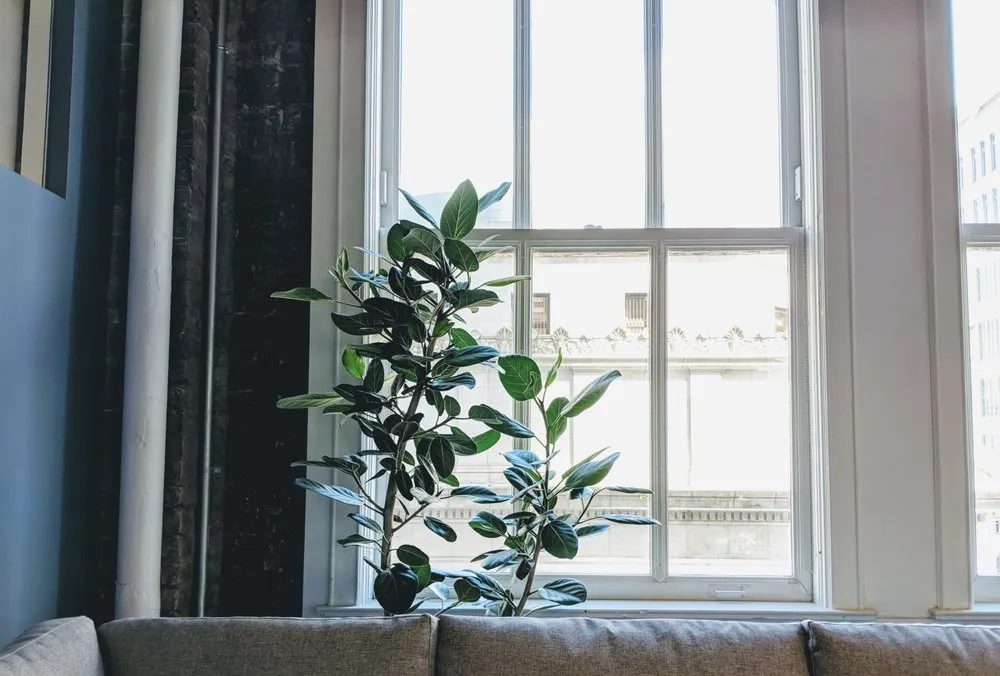 Custom lawn mowing service for homes across San Francisco, CA - The Gardenista