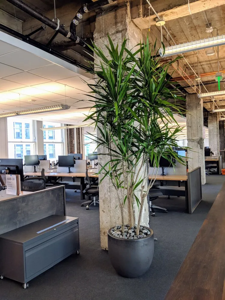 Expert lawn mowing service with custom design across San Francisco, CA - The Gardenista