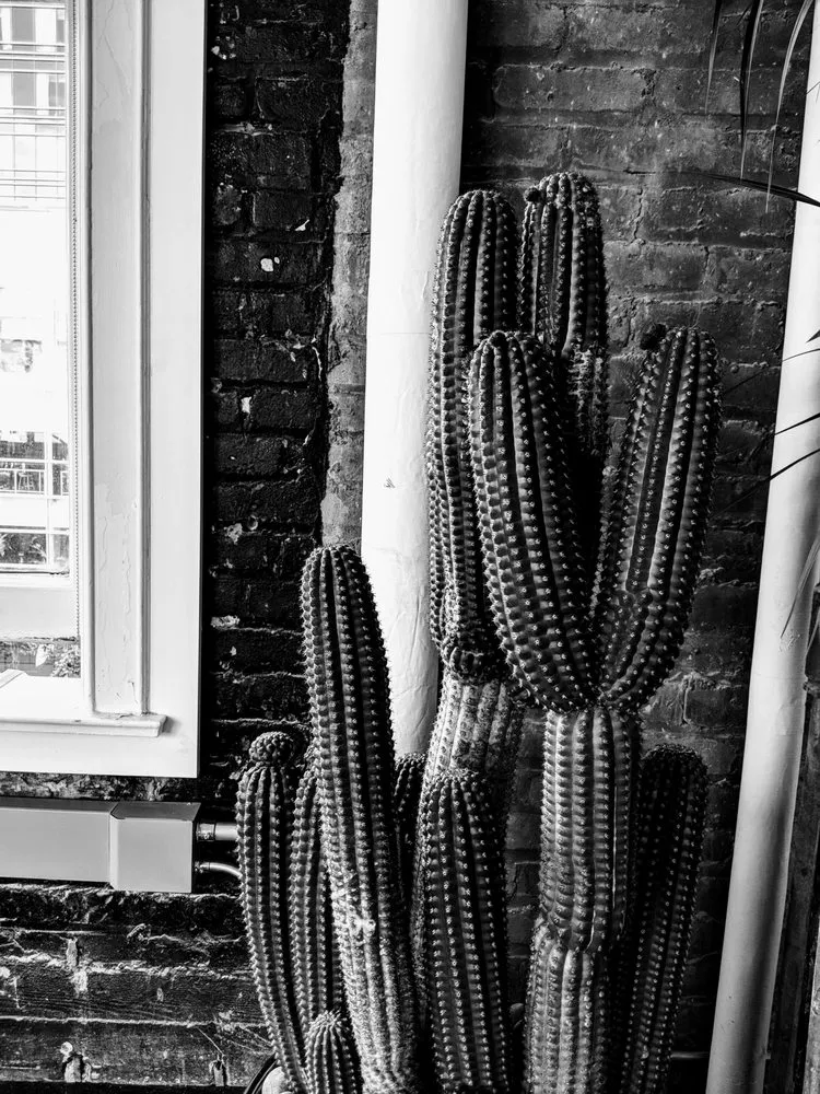 Expert residential landscaping in San Francisco, CA - The Gardenista