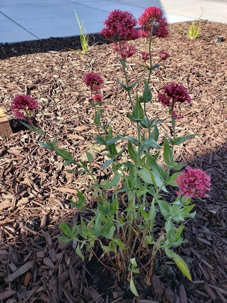 Reliable lawn mowing service for residential properties in Hollister, CA by The GardenMart