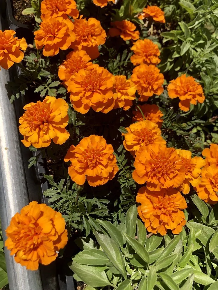 Custom landscaping services experts serving Hollister, CA - The GardenMart