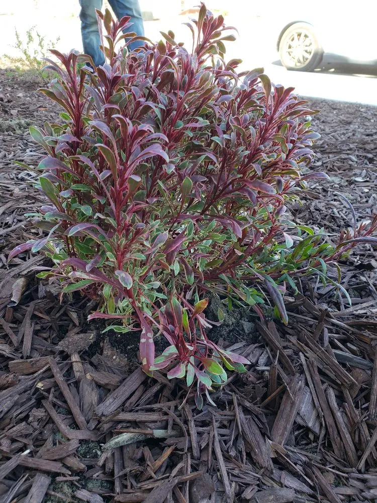 Professional landscaping services in Hollister, CA - The GardenMart