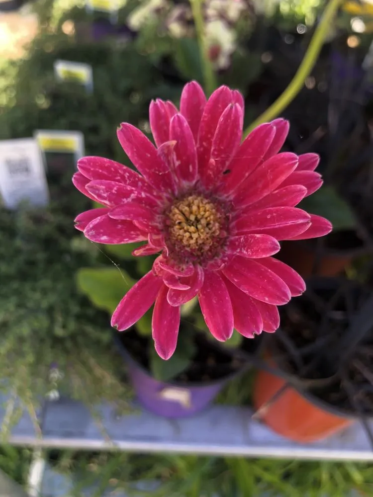 Expert yard cleanup service for year-round maintenance across Hollister, CA - The GardenMart