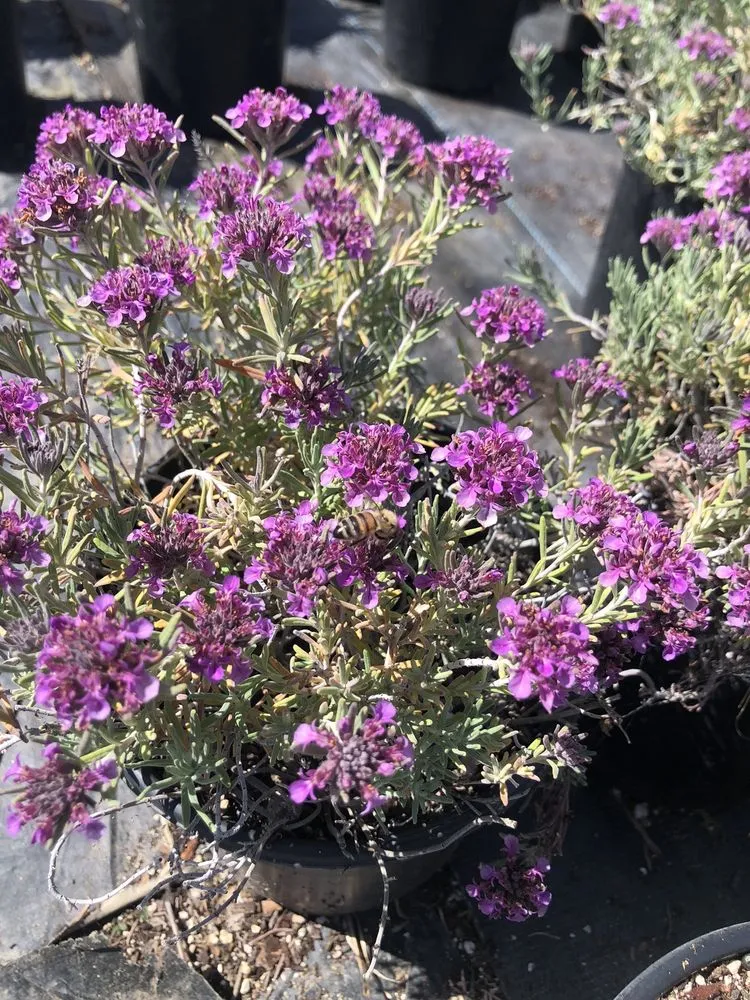 Reliable lawn mowing service for beautiful yards across Hollister, CA - The GardenMart