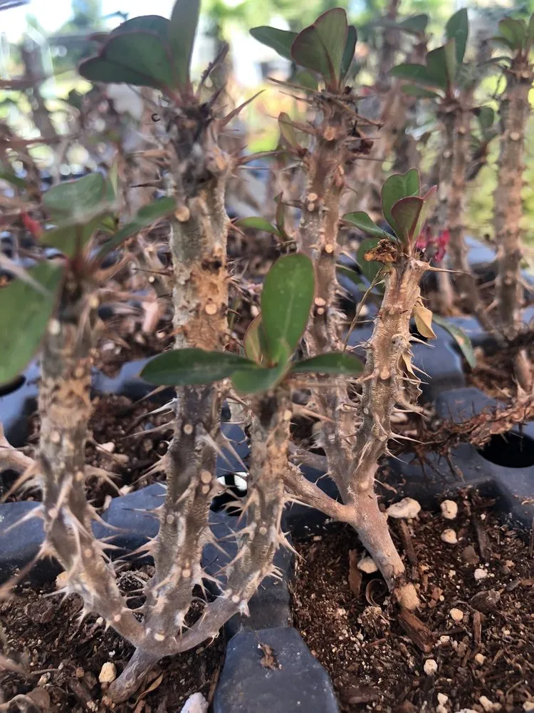 Professional landscape design in Hollister, CA - The GardenMart