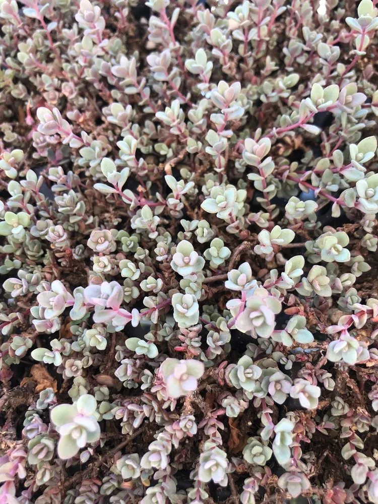 Trusted yard maintenance for year-round maintenance across Hollister, CA - The GardenMart