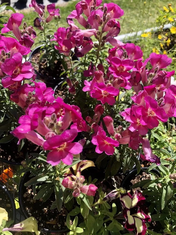 Expert landscape installation in Hollister, CA - The GardenMart