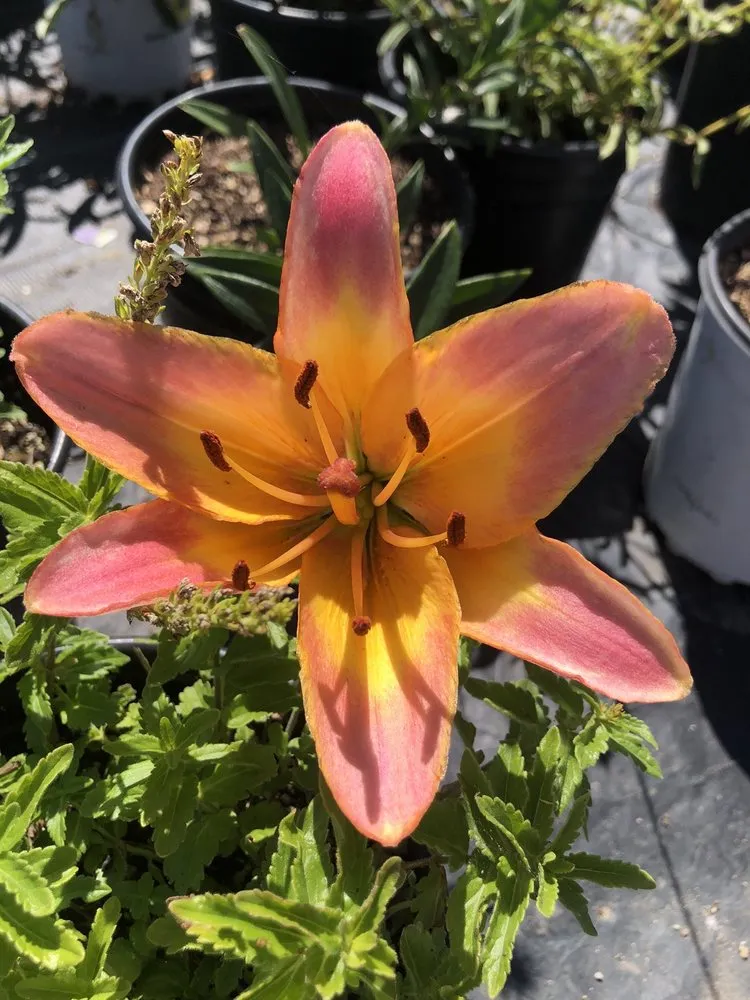 Local landscape design in Hollister, CA - The GardenMart