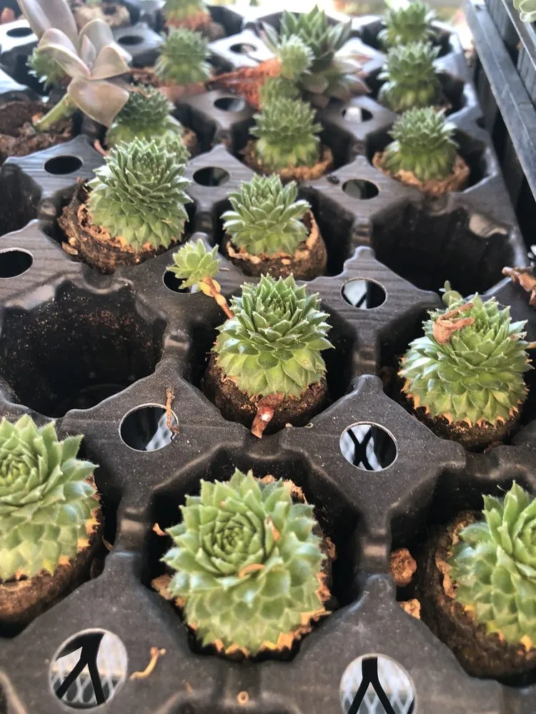 Custom landscape design for beautiful yards in Hollister, CA by The GardenMart