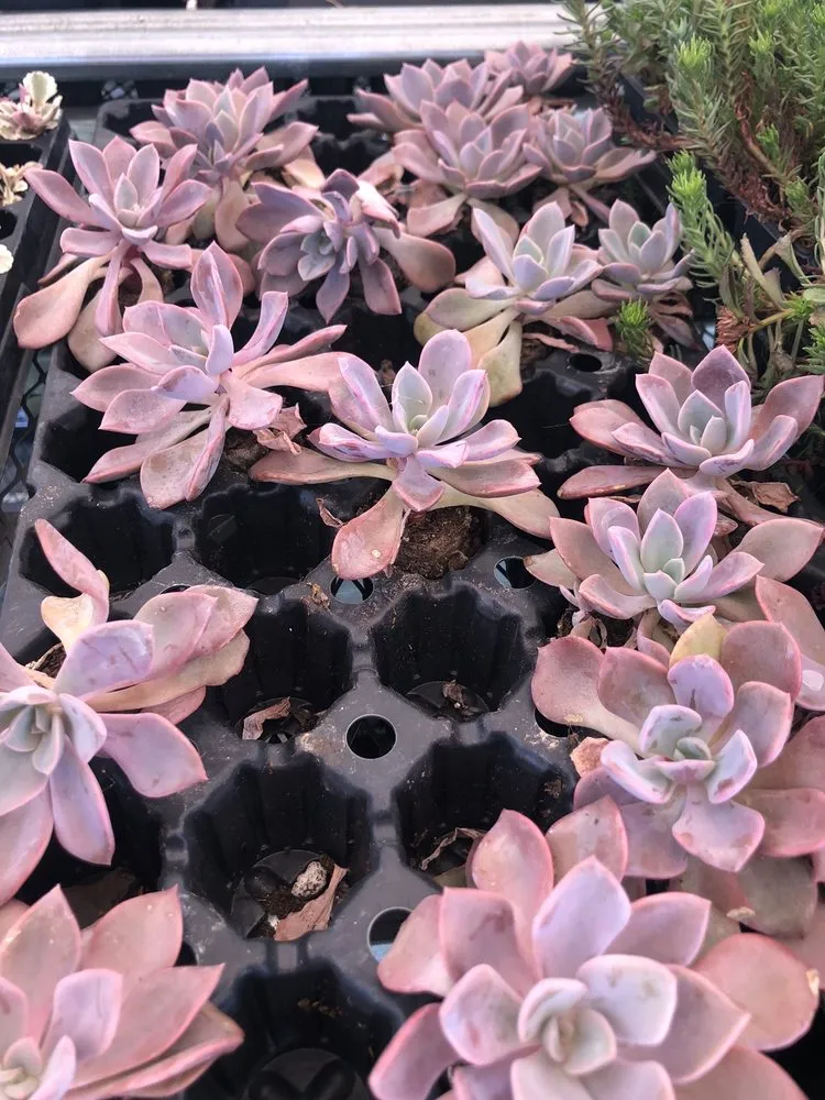 Professional lawn mowing service in Hollister, CA - The GardenMart