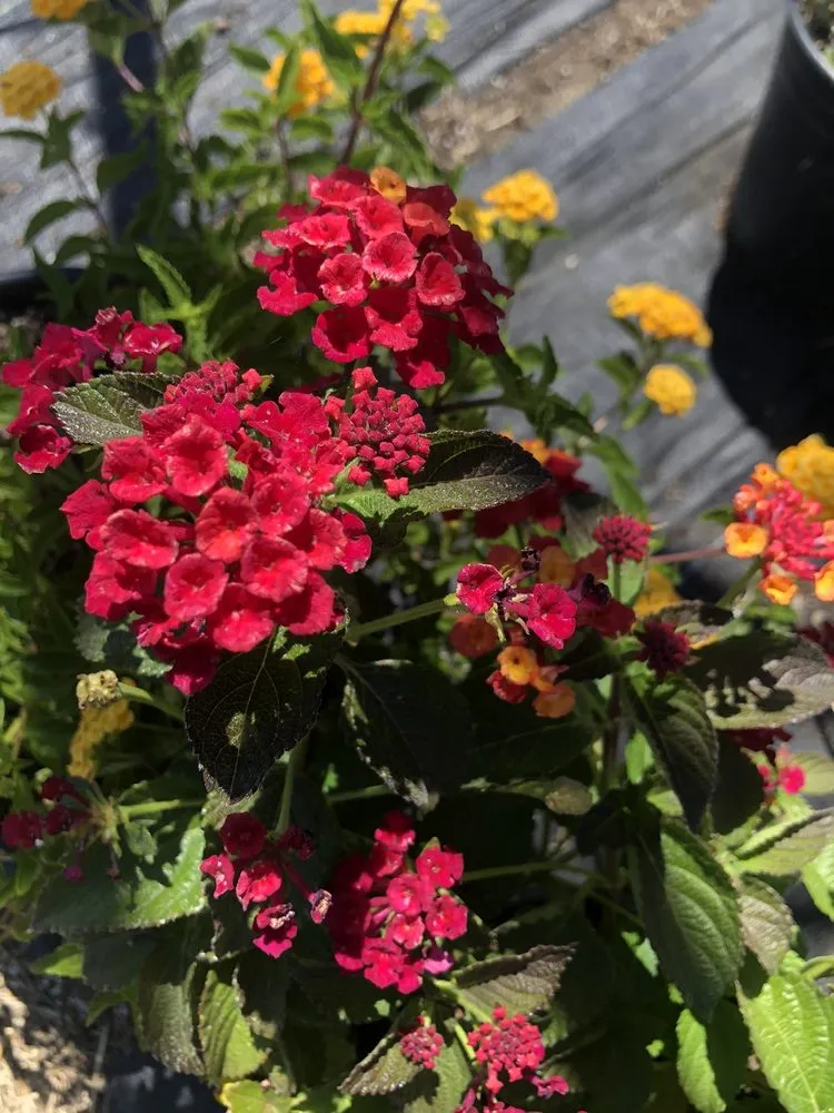 Professional lawn care service in Hollister, CA - The GardenMart