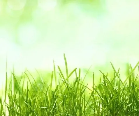 Expert garden landscaping in Lacey, WA - The Gardner's