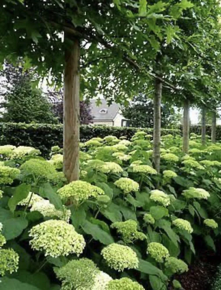 Expert yard cleanup service near you in Washington DC, DC by The Georgetown Landscaping Company