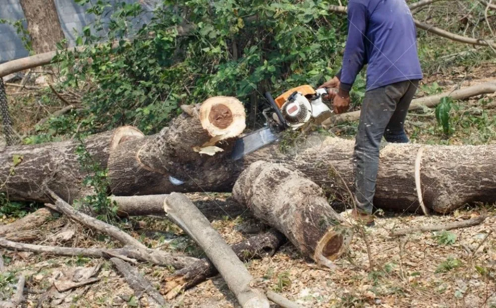 Trusted yard cleanup service in Highland Beach, MD by The Gifts Of Earth