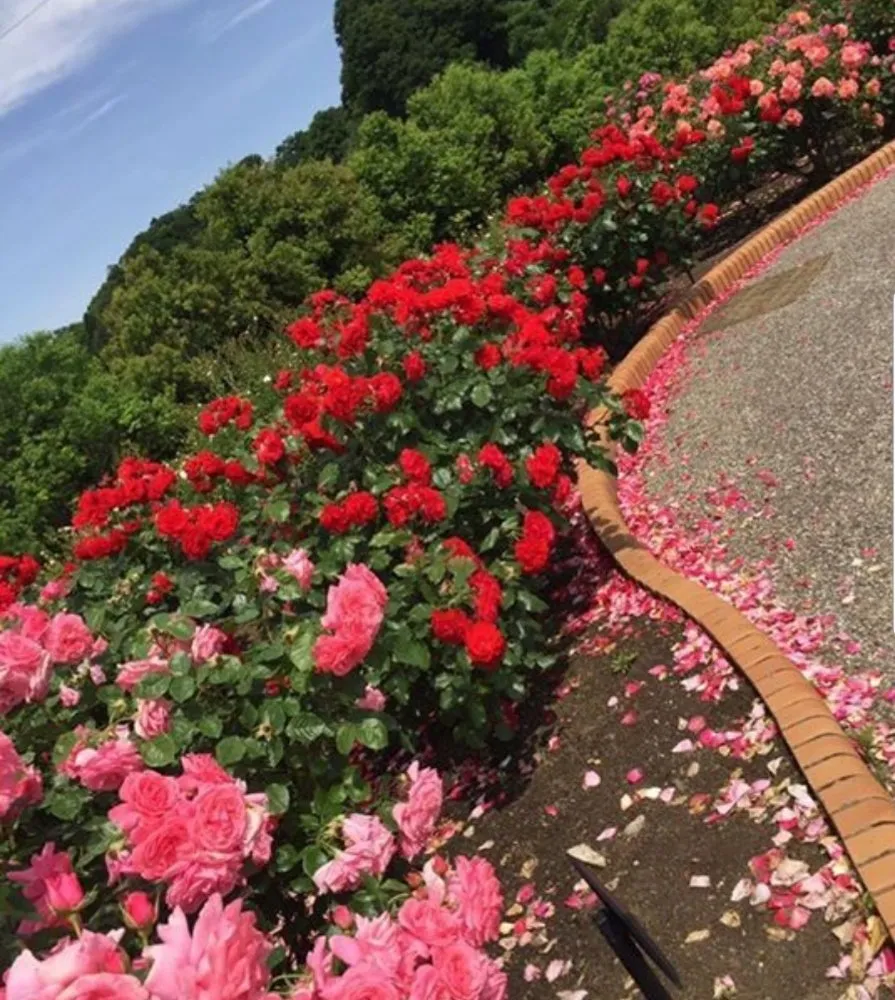 Affordable landscape design experts serving Highland Beach, MD - The Gifts Of Earth