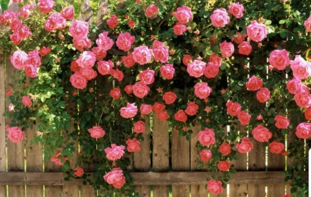 Local landscape installation experts serving Highland Beach, MD - The Gifts Of Earth