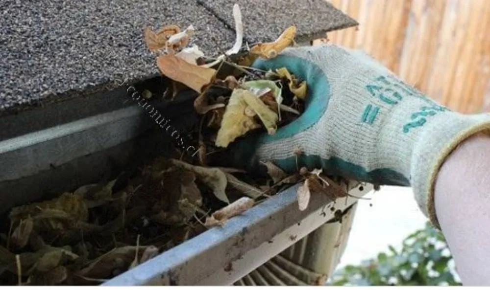 Professional yard cleanup service in Highland Beach, MD - The Gifts Of Earth