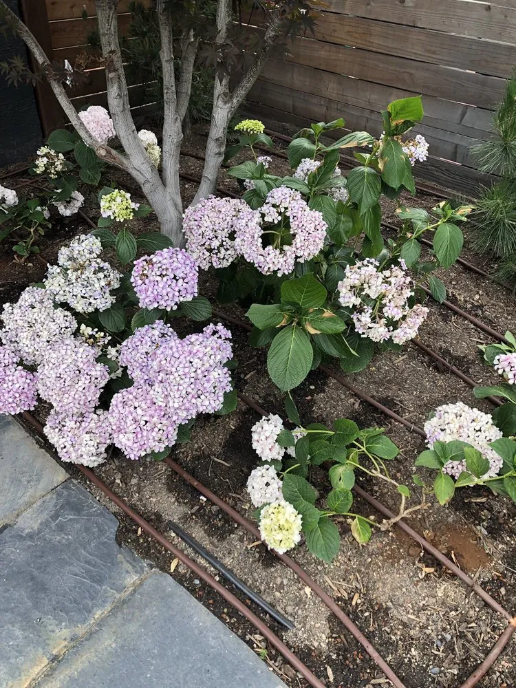 Expert garden landscaping near you in Oakland, CA by The Giving Gardens