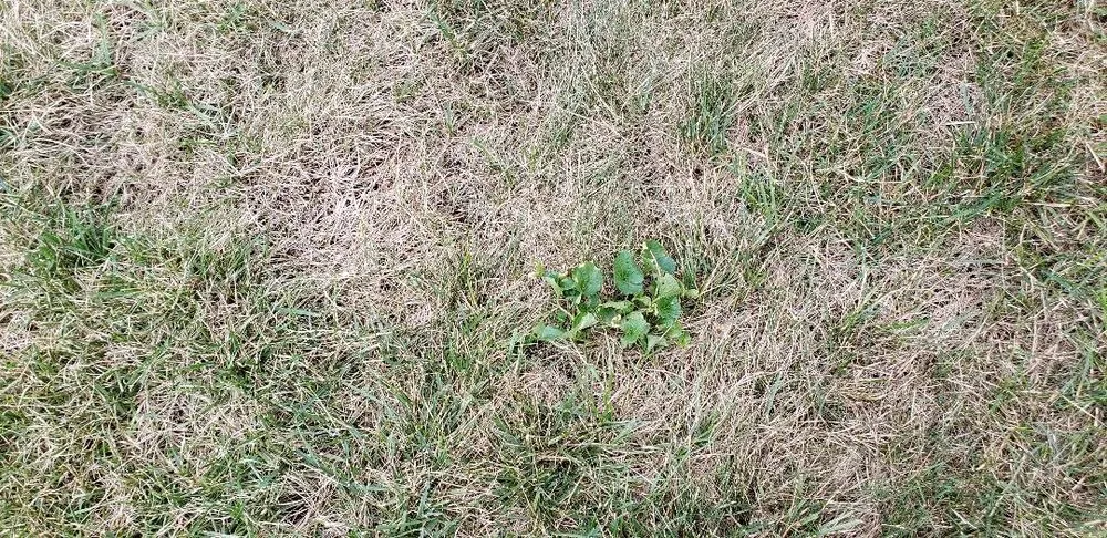 Trusted landscape installation experts serving Hamden, CT - The Giving Tree