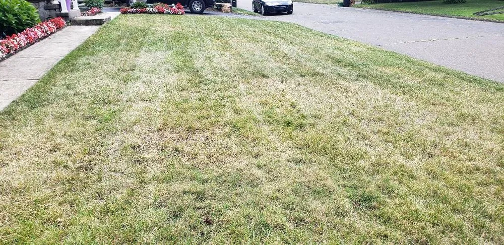 Custom lawn care service in Hamden, CT by The Giving Tree