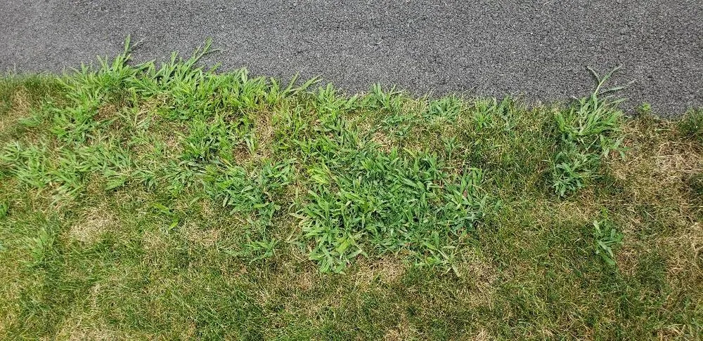 Reliable landscaping services for residential properties across Hamden, CT - The Giving Tree