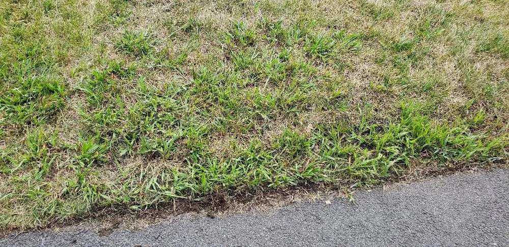 Expert lawn care service in Hamden, CT - The Giving Tree