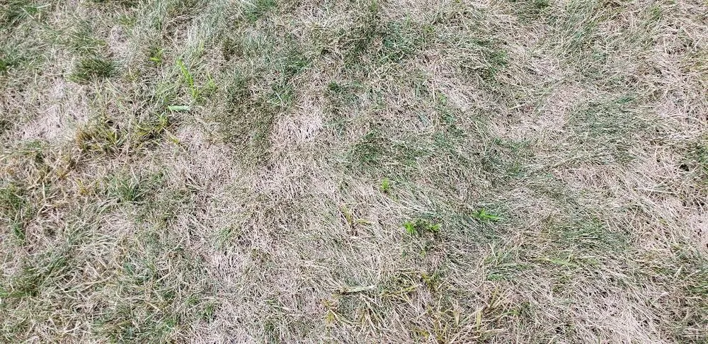 Professional outdoor landscaping in Hamden, CT - The Giving Tree