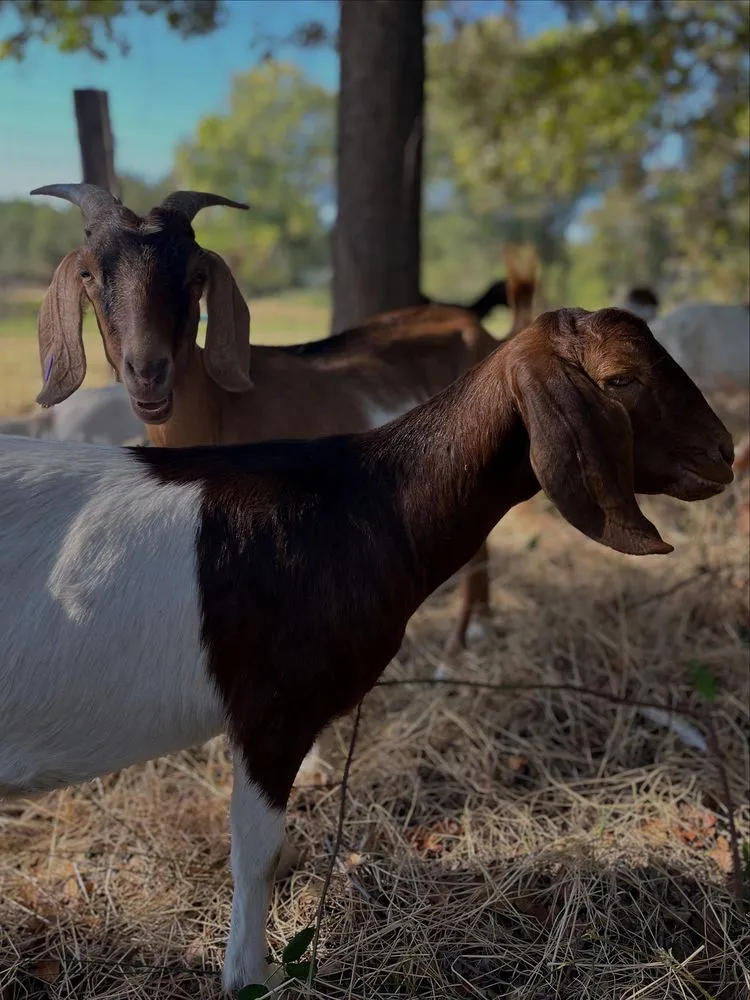 Professional outdoor landscaping in Penryn, CA by The Goat Grazing Co